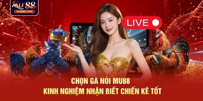 Chọn gà nòi MU88 dựa vào tố chất và phản xạ