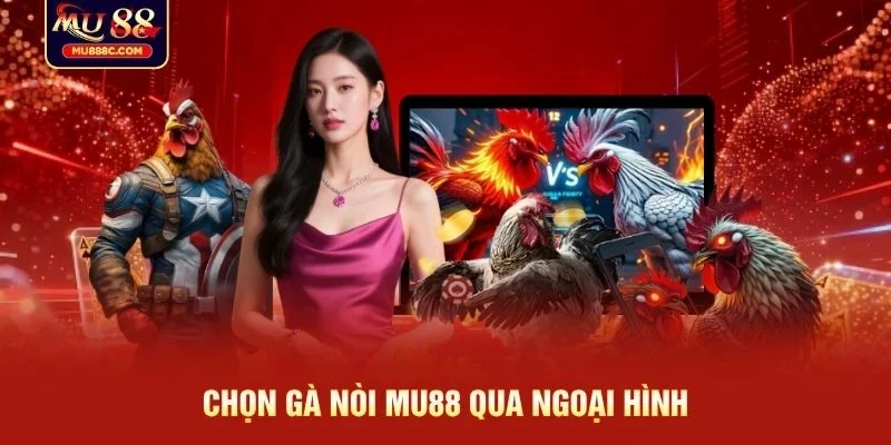 Chọn gà nòi MU88 qua ngoại hình
