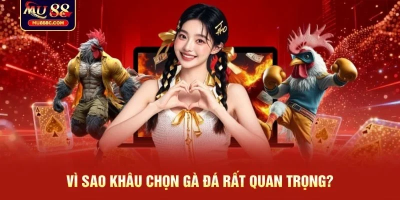 Vì sao khâu chọn gà đá rất quan trọng?